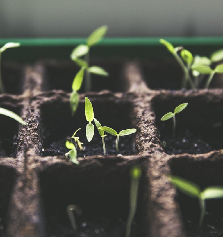 Dalla Talea alla Pianta