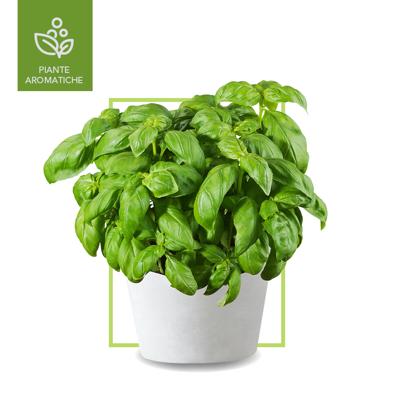Aromatiche - Basilico