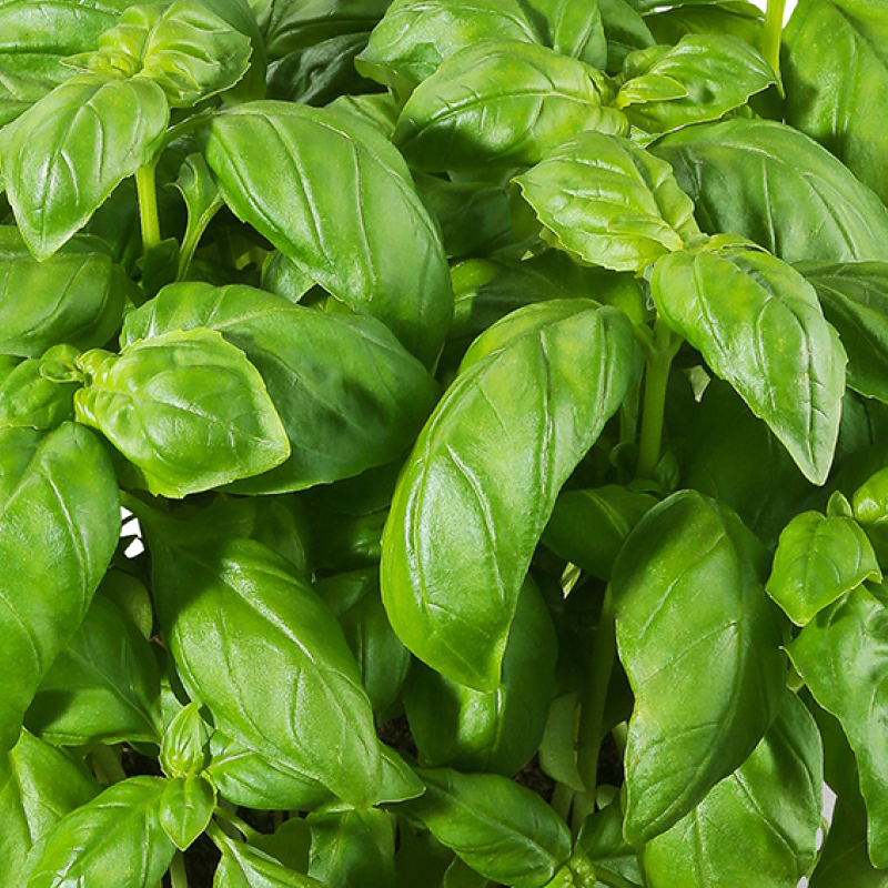 Basilico img