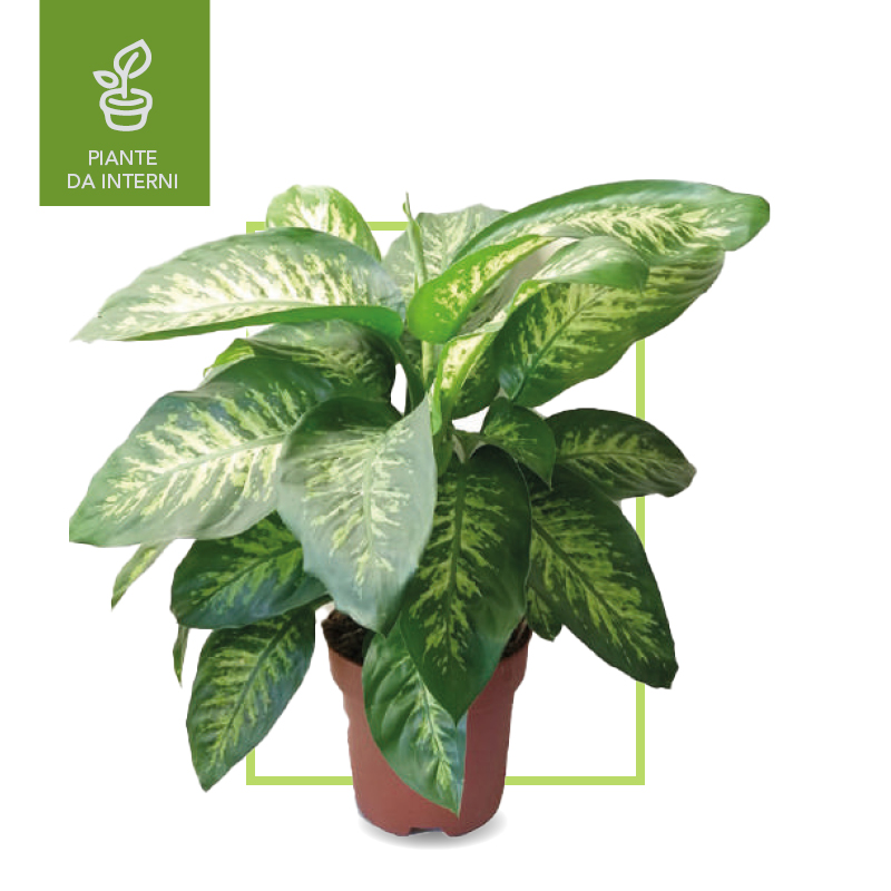 Da interni - Dieffenbachia