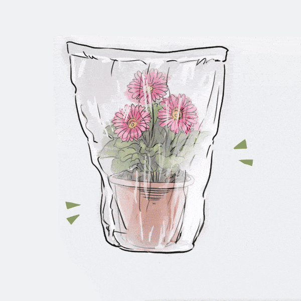 Packaging compostabile