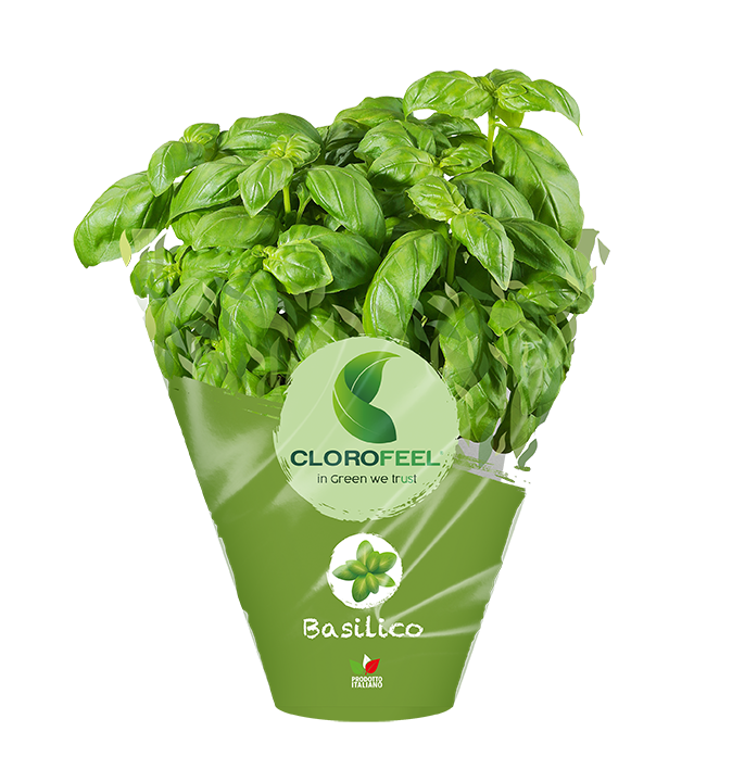 Basilico Clorofeel