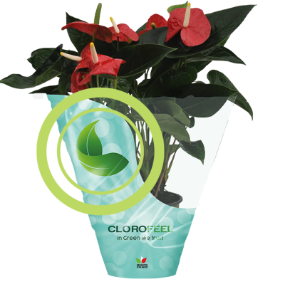 Pianta ornamentale Clorofeel focus Pianta ornamentale Clorofeel focus